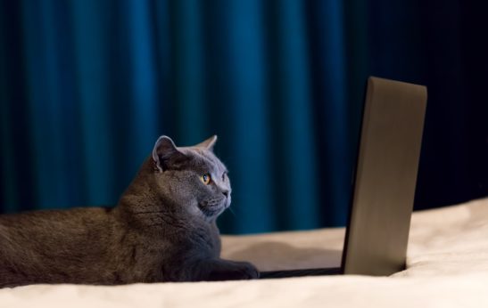 British Shorthair cat working on laptop